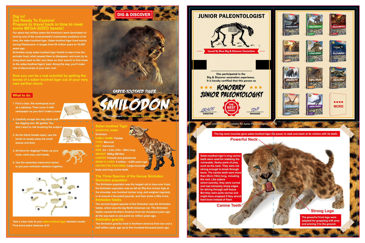 DIG & DISCOVER SABER-TOOTHED TIGER DIG KITS